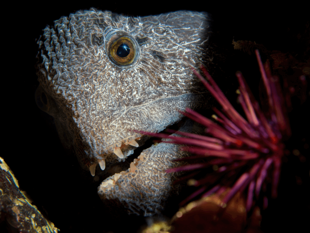 Wolf Eel, Port Hardy Canada